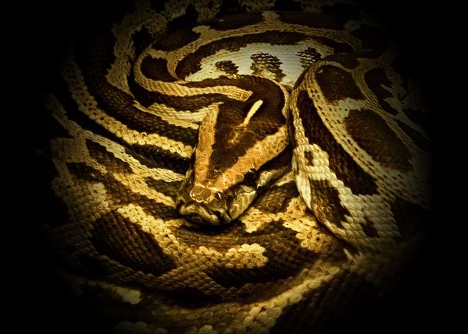 Python