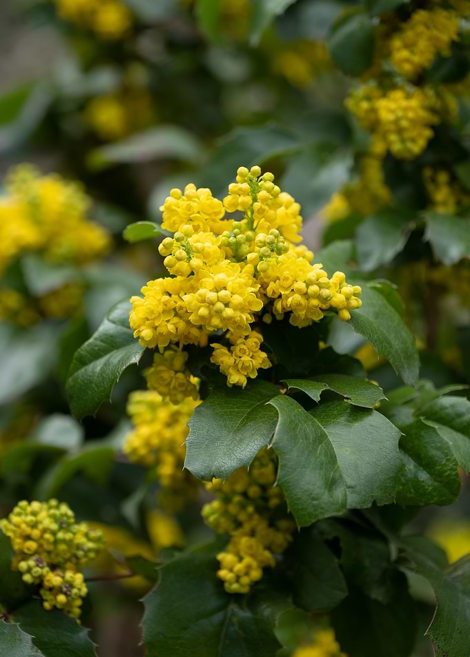 Oregon Grape Barberry