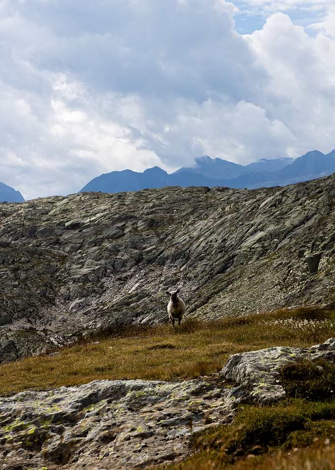 Alps sheep