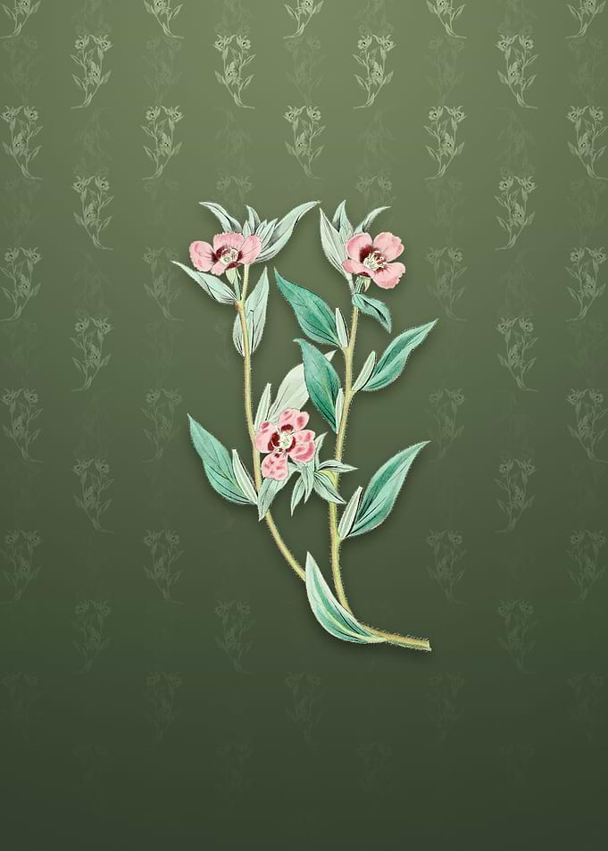 Vintage Longed Enothera