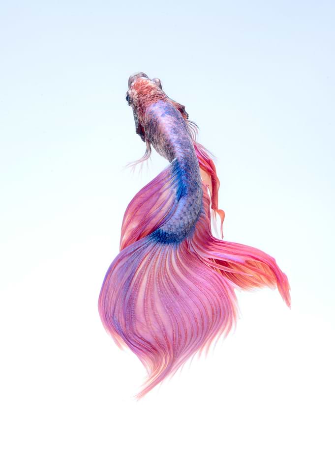 Beautiful Fish