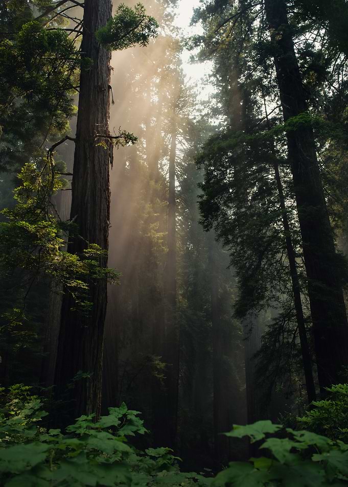 Forest