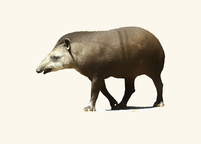 Tapir