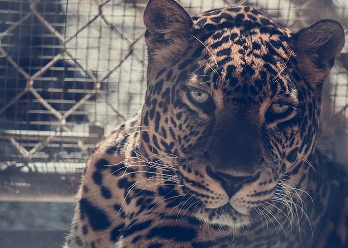 Gaze of feared leopard