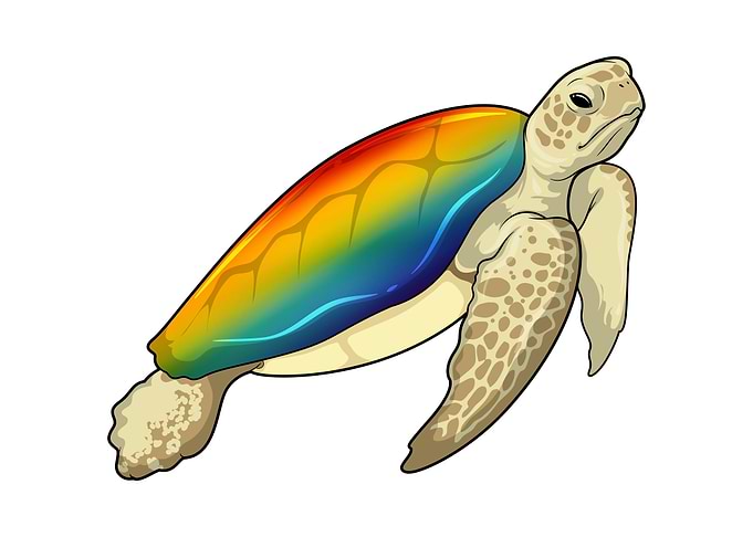 Turtle Shell Rainbow