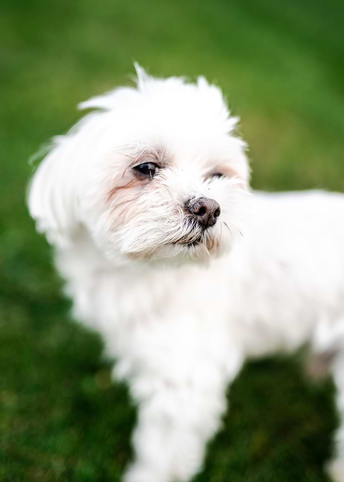 Maltese