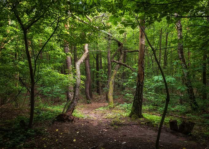 Mixed Forest Scenery