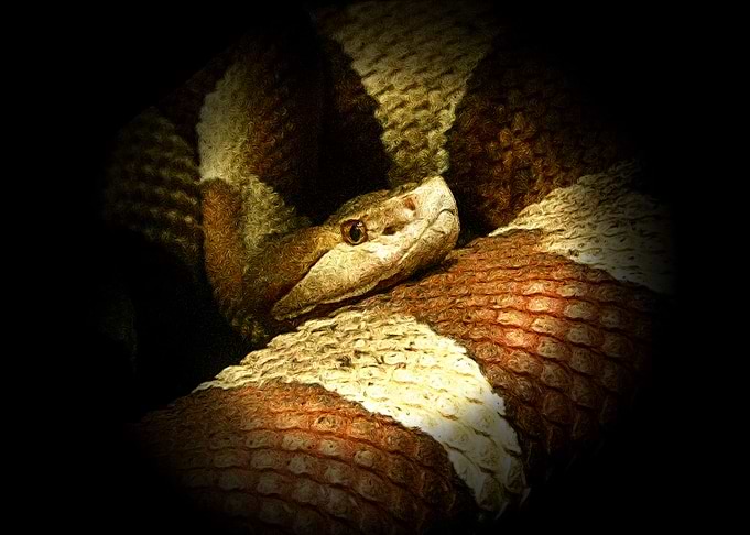 Copperhead snake