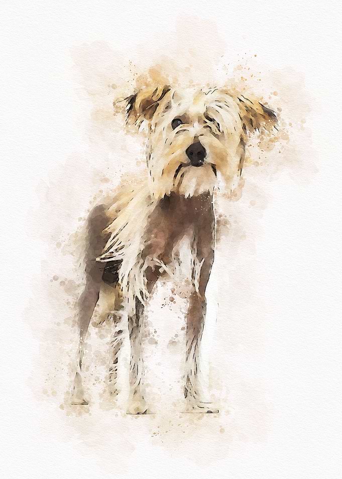 Chinese crested dog