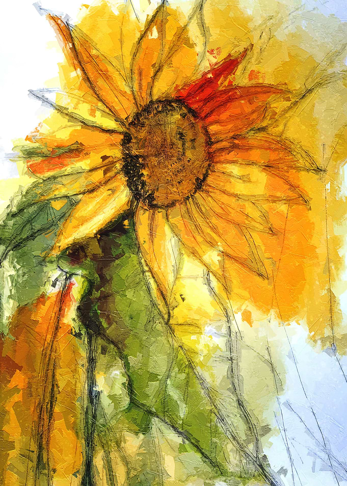 Sunflowers blooming
