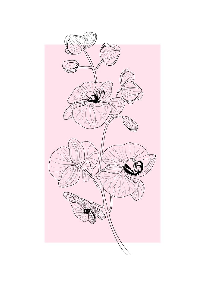 Orchid Flower
