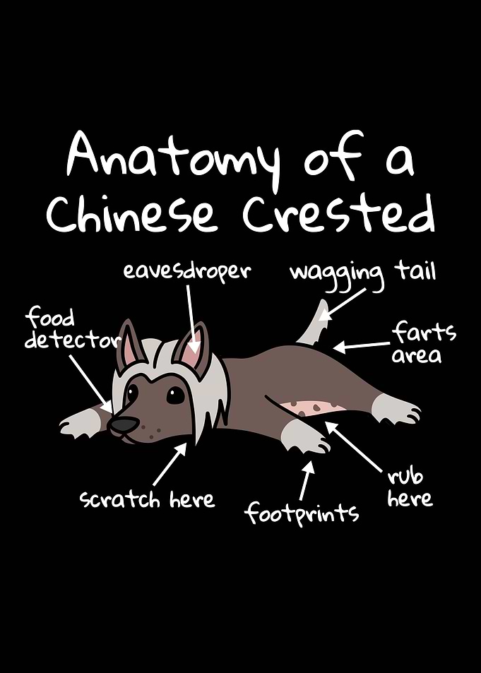 Chinese Crested Anatomy