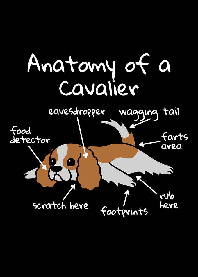 Cavalier Dog Anatomy
