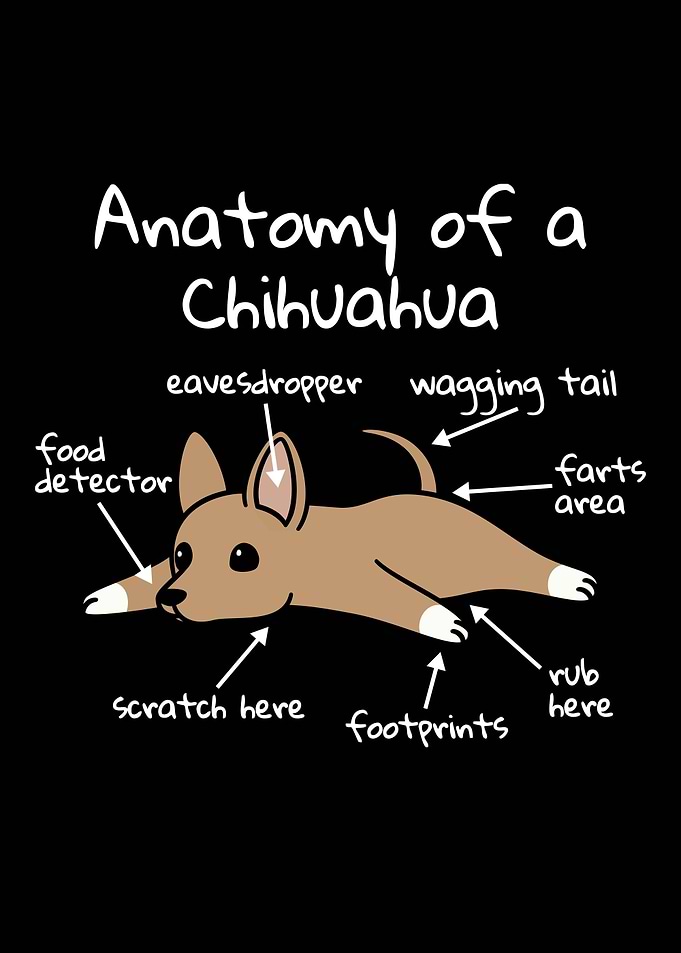 Anatomy Of A Chihuahua