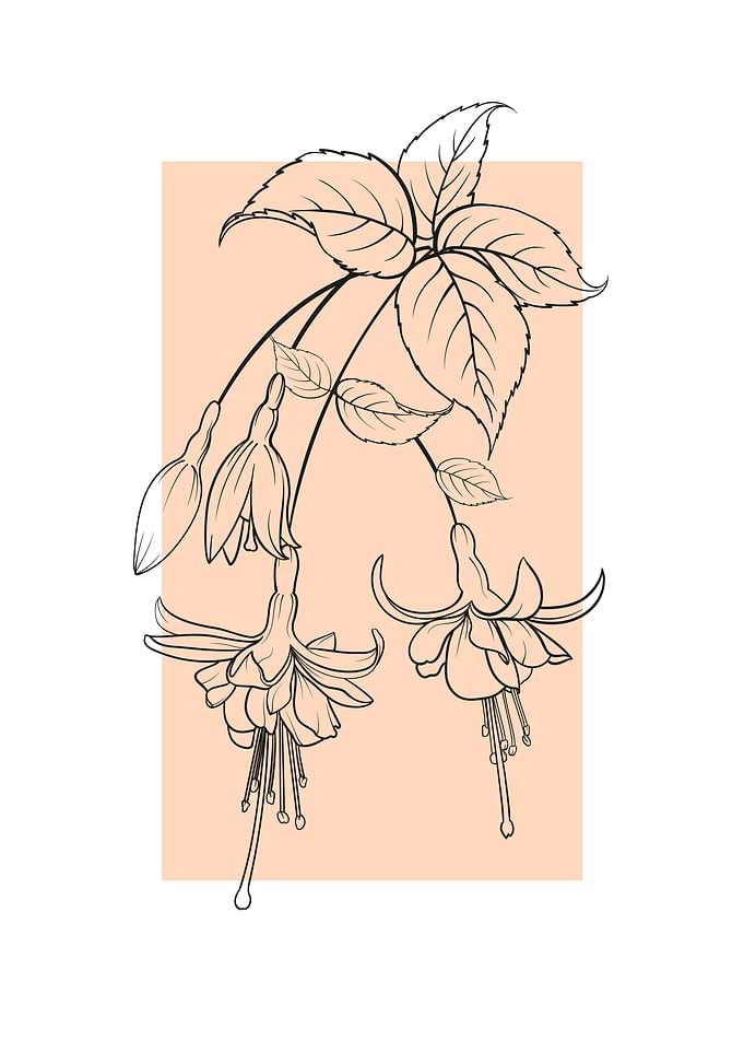 Fuchsia Flower