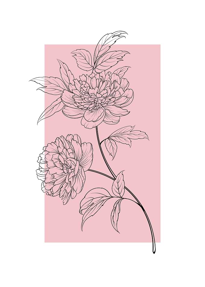 Peony Flower Peonies