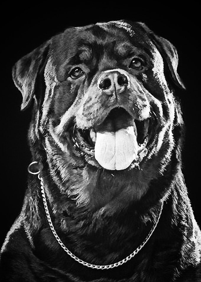 Black Dog