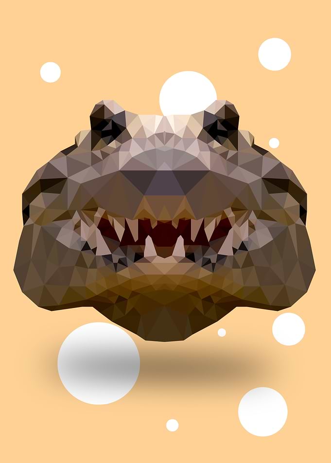 Alligator