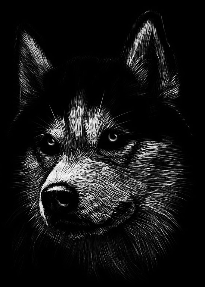 Black Wolf