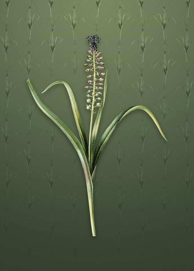 Vintage Grape Hyacinth