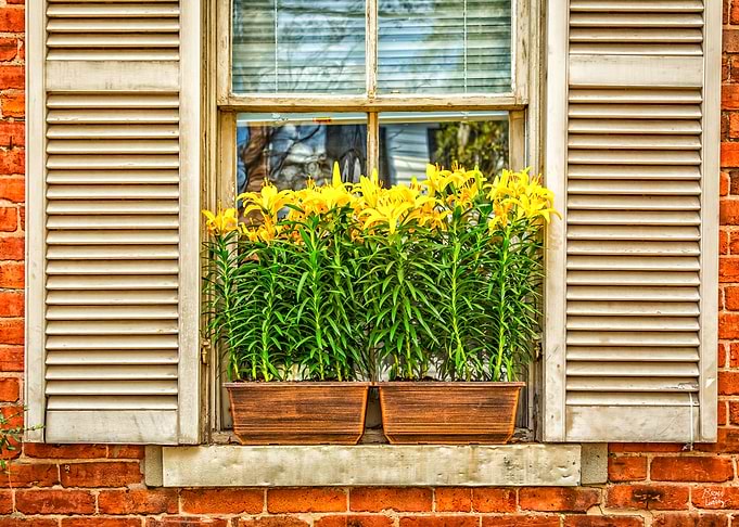 The Window Box