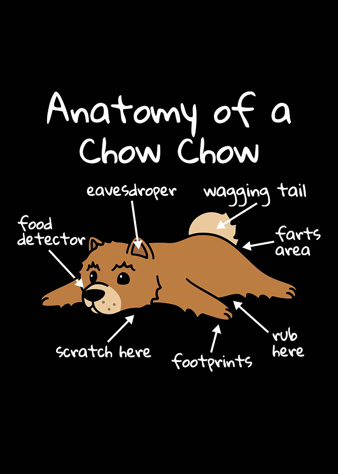 Anatomy Of A Chow Chow