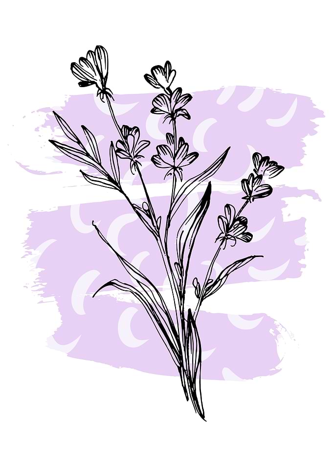 Modern Lavender