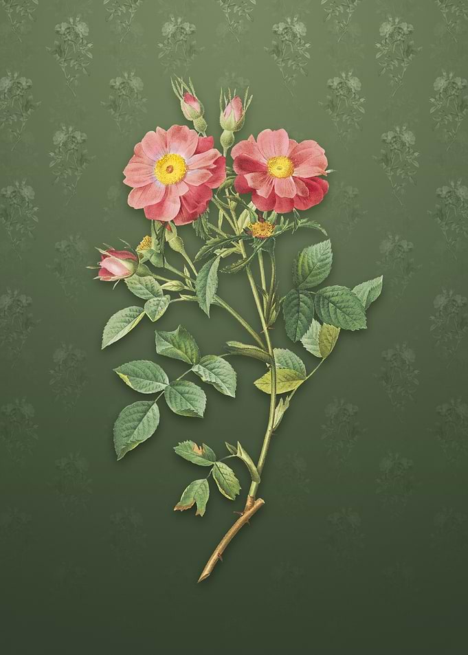 Vintage Sweetbriar Rose