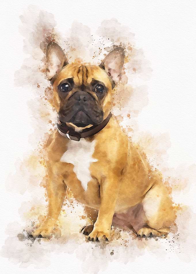 French bulldog