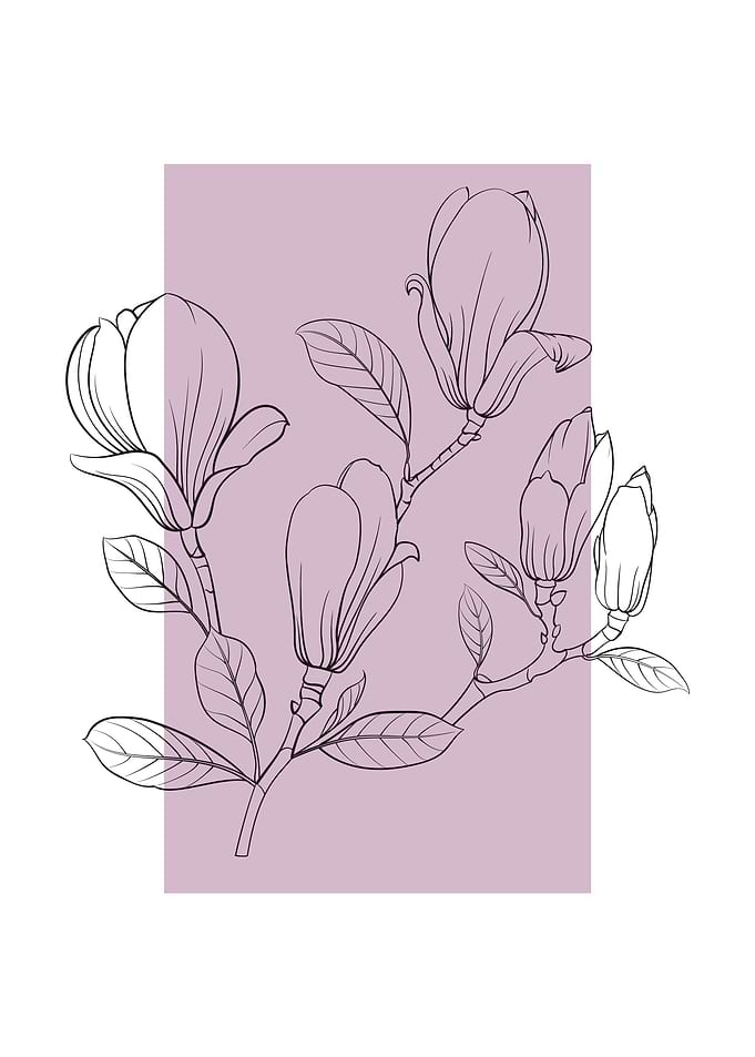 Magnolia Flower