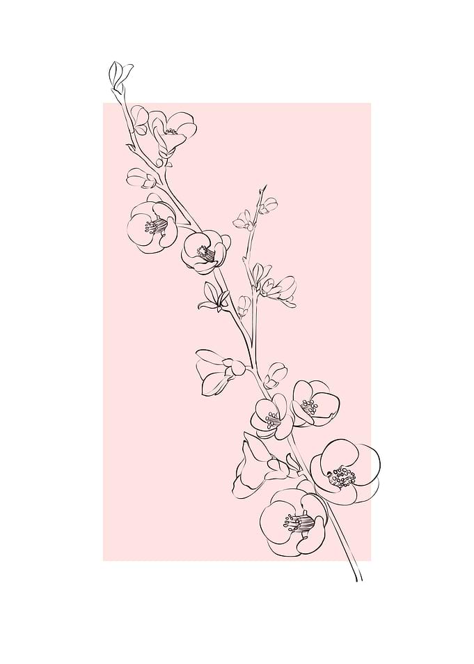 Sakura Cherry Blossom