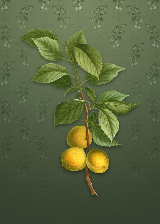Vintage Brianon Apricot