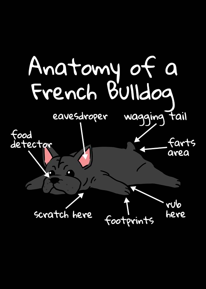 French Bulldog Anatomy