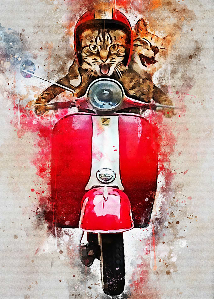 Funny Cat