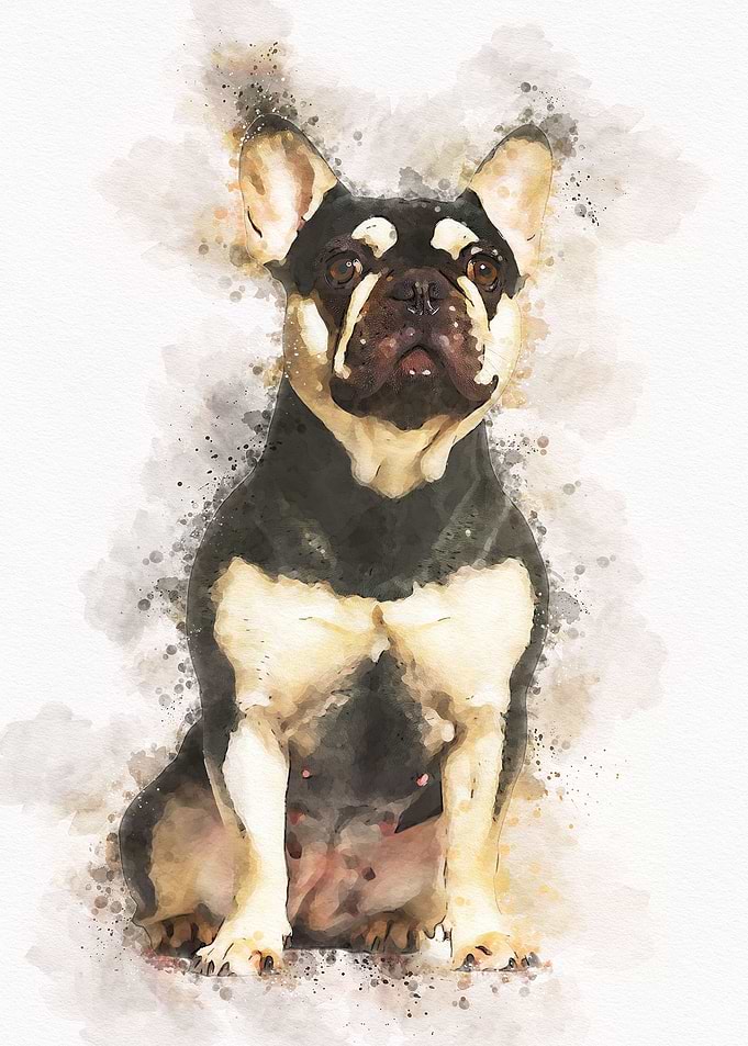 French bulldog