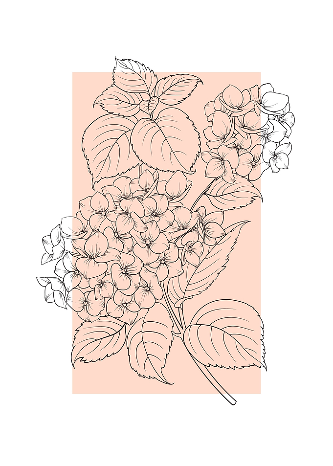 Hydrangea Flower