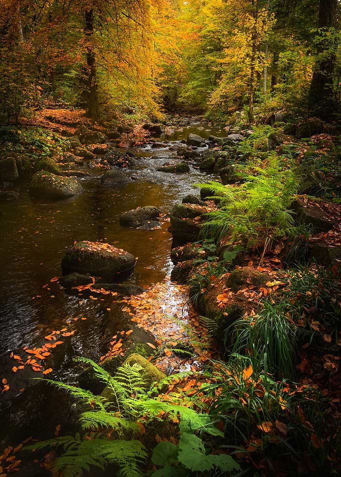 Fairy Woods