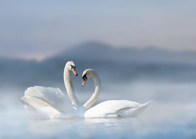 Swans in water