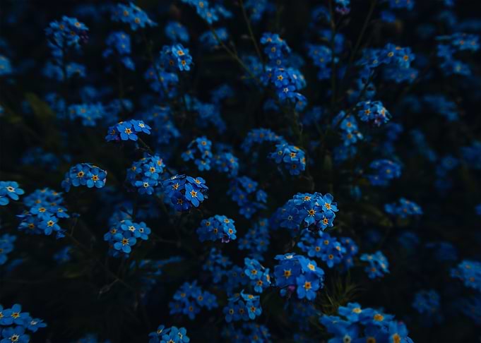 ForgetMeNot