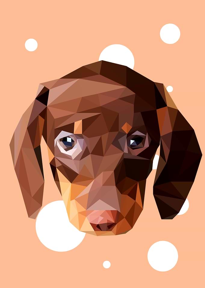 Dachshund