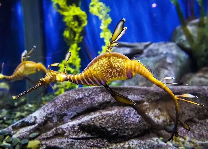seahorse