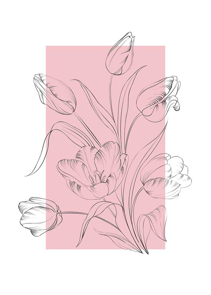 Tulip Flower