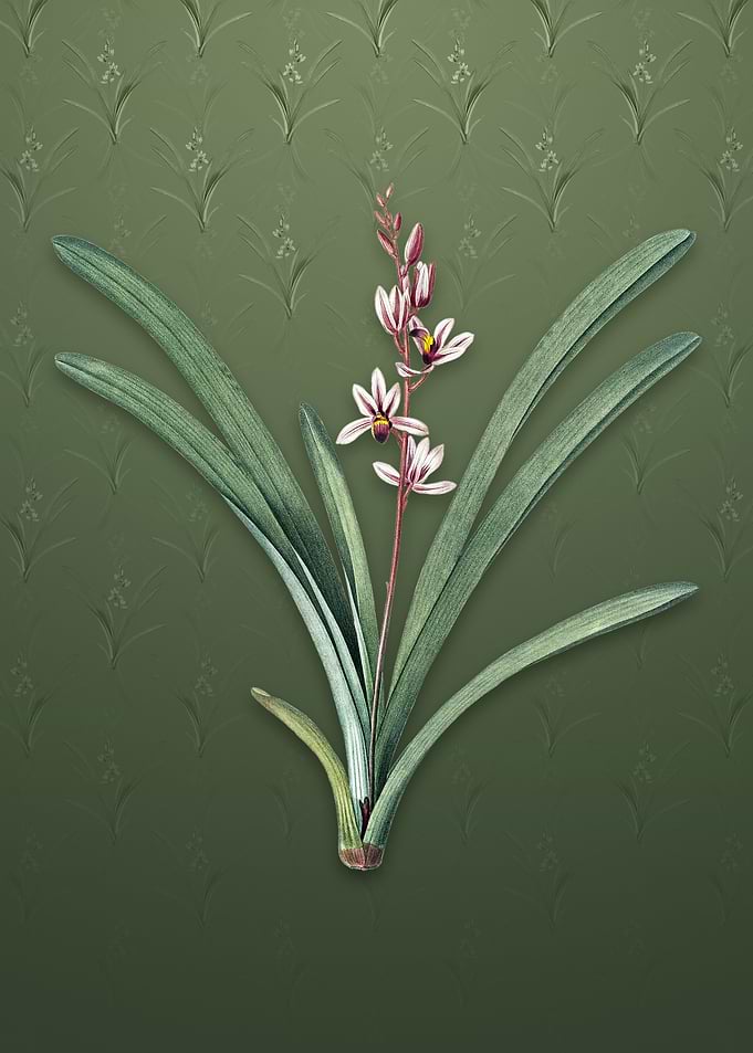 Vintage Boat Orchid