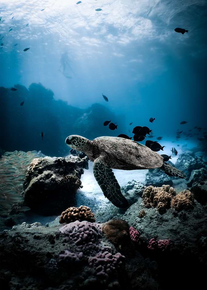turtle Bottom of the sea
