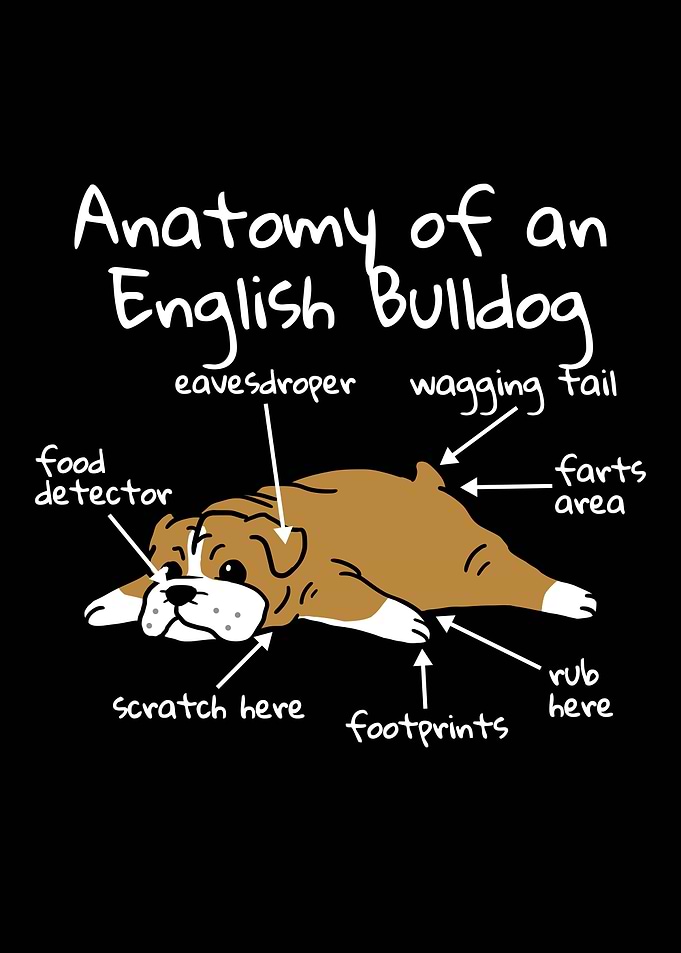 English Bulldog Anatomy