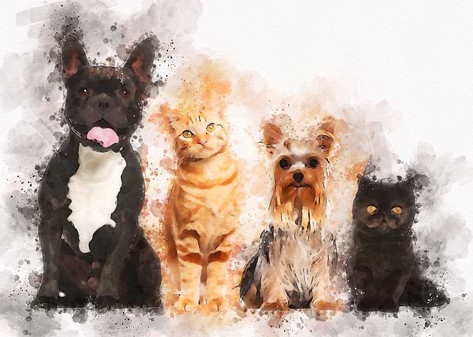 Group of cats and dogs