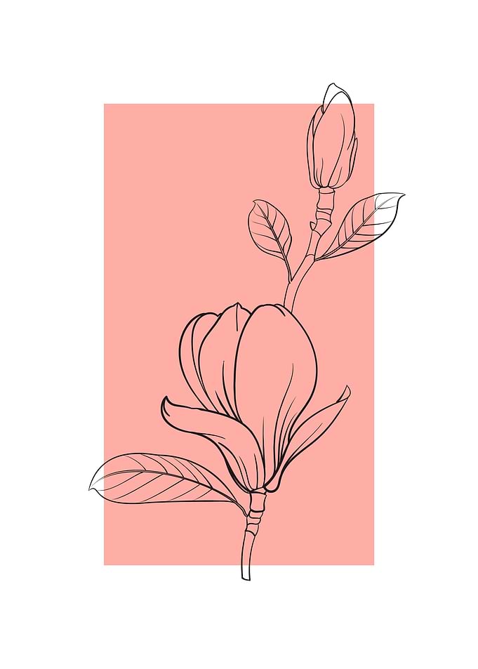 Magnolia Flower
