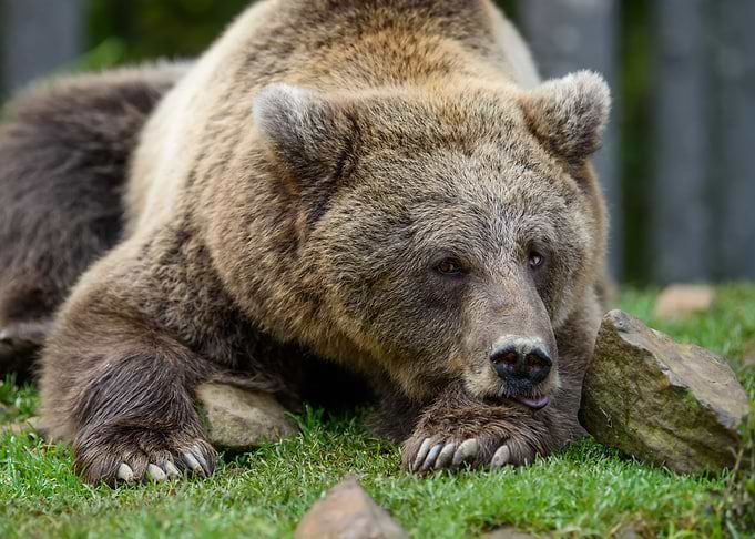 Bear sleep on stone
