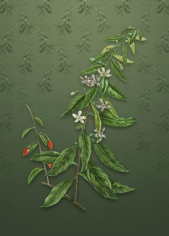 Vintage Goji Berry Tree