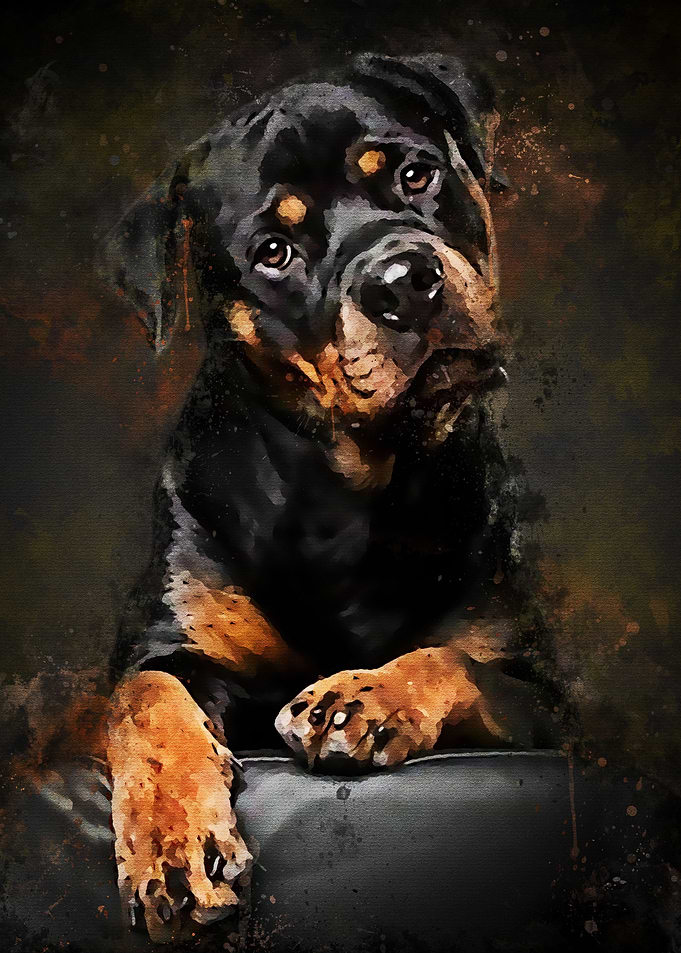 Black Dog